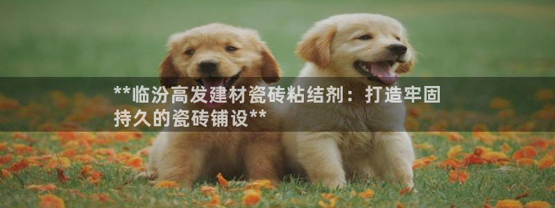 杏鑫平台代理注册流程